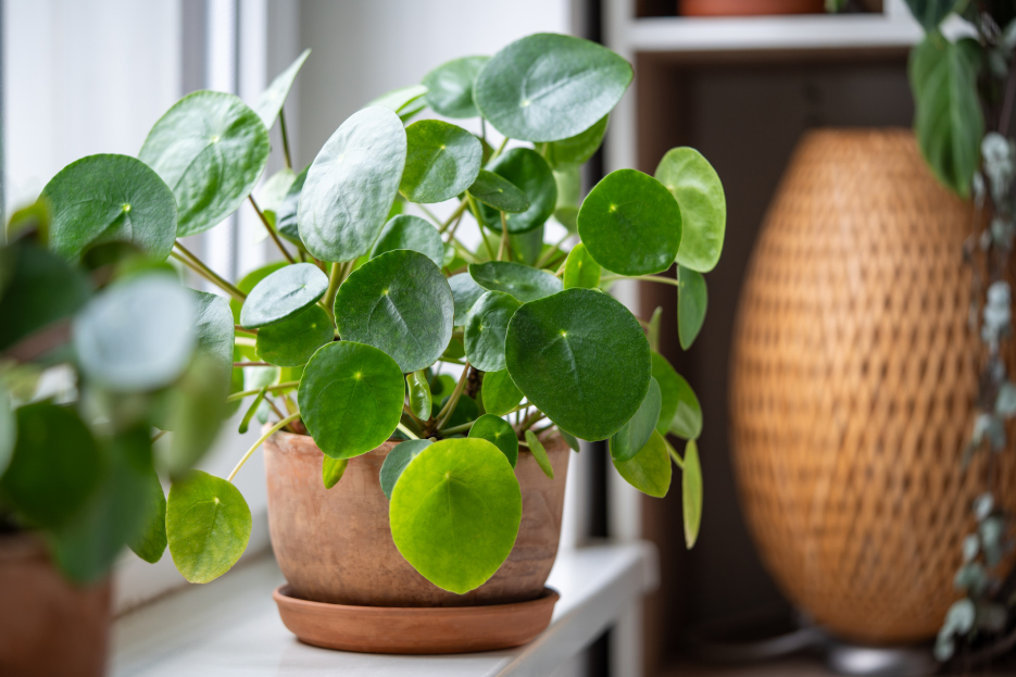 How to Care for Pilea Peperomioides, chinese money plant, living house plants, bayview flowers, daisy ai, ai powered plant care