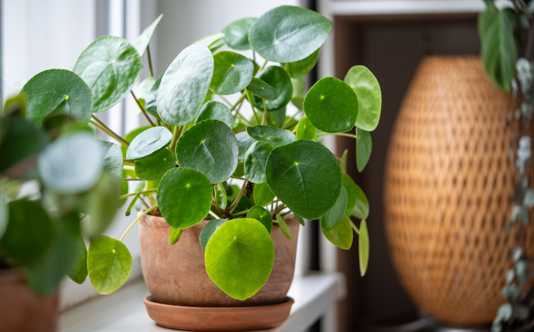 How to Care for Pilea Peperomioides, chinese money plant, living house plants, bayview flowers, daisy ai, ai powered plant care