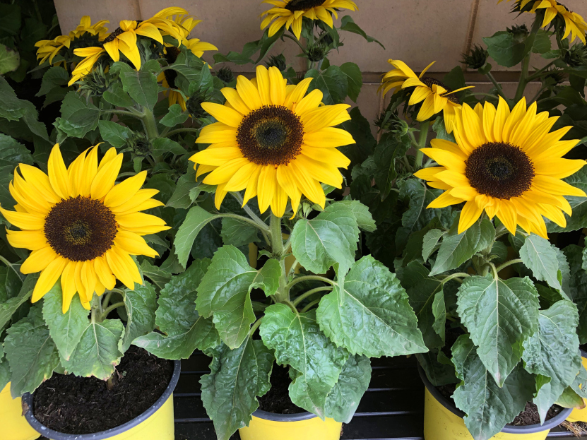 How to Care for Sunflower Houseplants, sunflower care, living house plants, bayview flowers, daisy ai, ai powered plant care