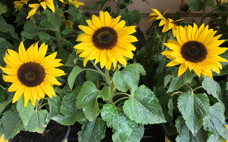 How to Care for Sunflower Houseplants, sunflower care, living house plants, bayview flowers, daisy ai, ai powered plant care