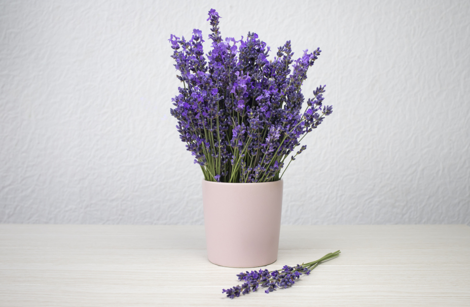 How to Care for Lavender Houseplants, lavender plant care, living house plants, bayview flowers, daisy ai, ai powered plant care