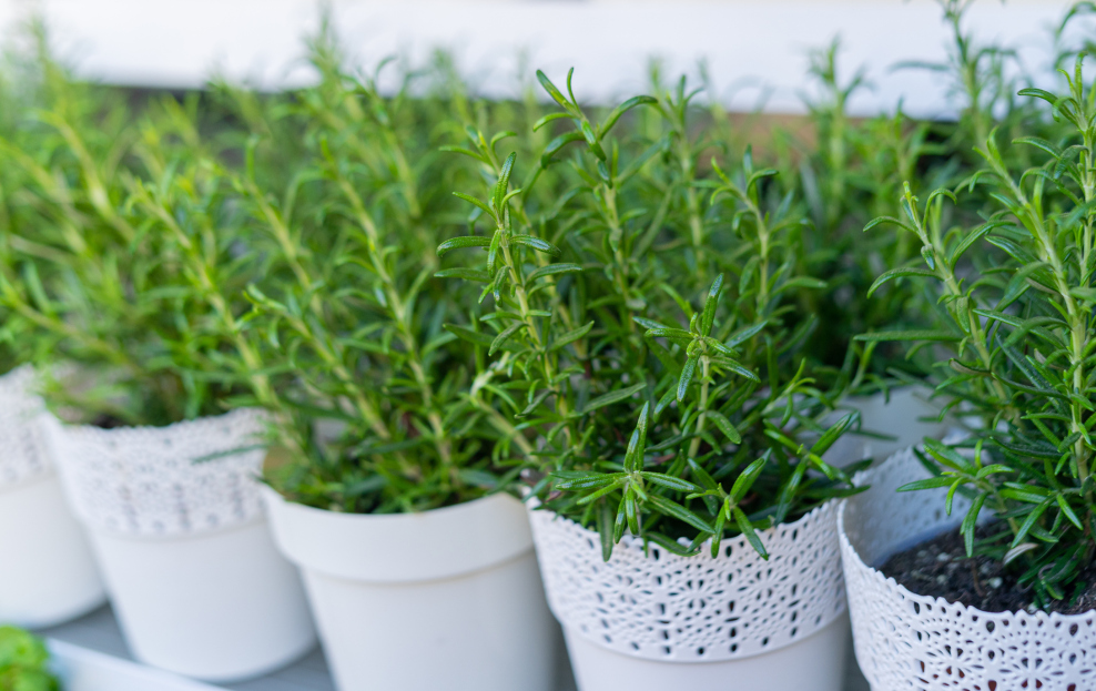 How to Care for a Rosemary Houseplant, rosemary plant care, living house plants, bayview flowers, daisy ai, ai powered plant care