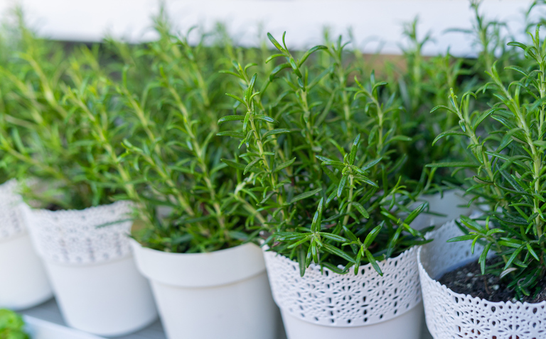 How to Care for a Rosemary Houseplant, rosemary plant care, living house plants, bayview flowers, daisy ai, ai powered plant care