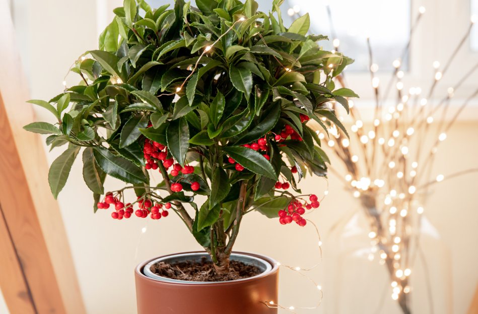 How to Care for the Christmas Berry Houseplant, Ardisia crenata, living house plants, bayview flowers, daisy ai, ai powered plant care 