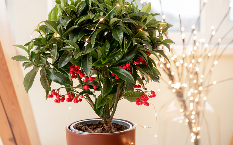 How to Care for the Christmas Berry Houseplant, Ardisia crenata, living house plants, bayview flowers, daisy ai, ai powered plant care 