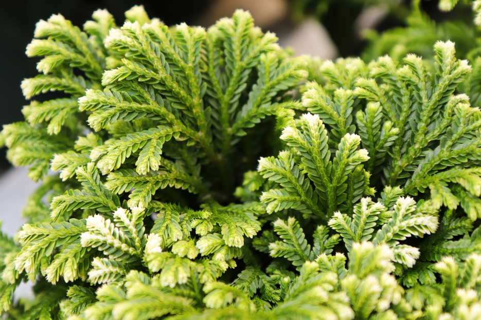 Selaginella kraussiana, Frosty fern care, living house plants, bayview flowers, daisy ai, ai powered plant care