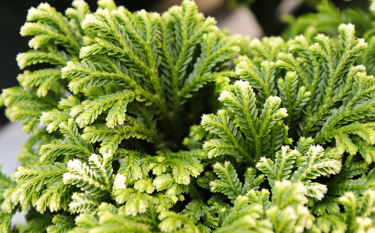 Selaginella kraussiana, Frosty fern care, living house plants, bayview flowers, daisy ai, ai powered plant care