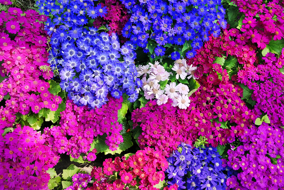 How to Care for the Cineraria Houseplant, Pericallis x hybrida, living house plants, bayview flowers, daisy ai, ai powered plant care