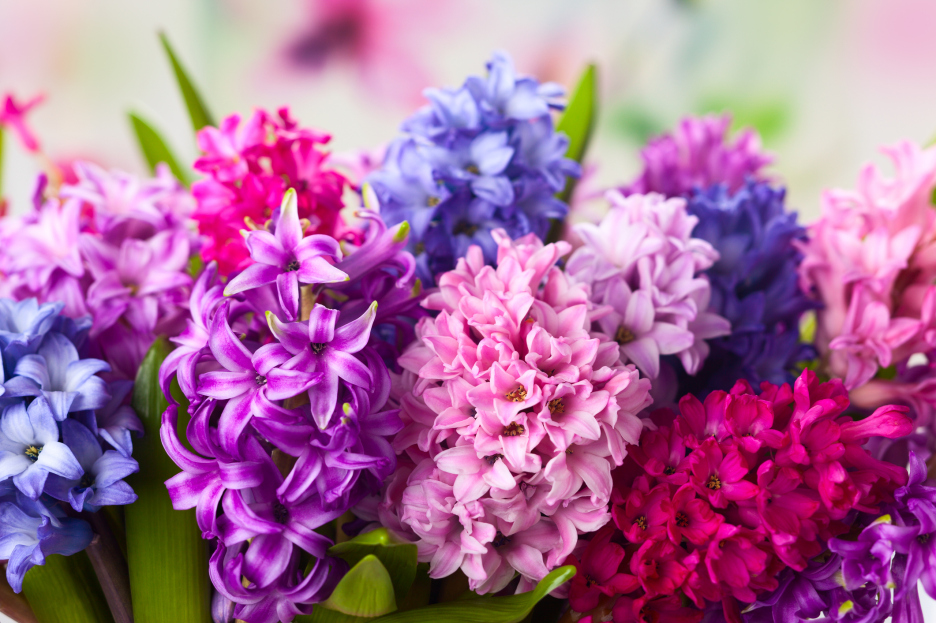 How to Care for the Hyacinth Houseplant, Hyacinthus orientalis, living house plants, bayview flowers, daisy ai, ai powered plant care