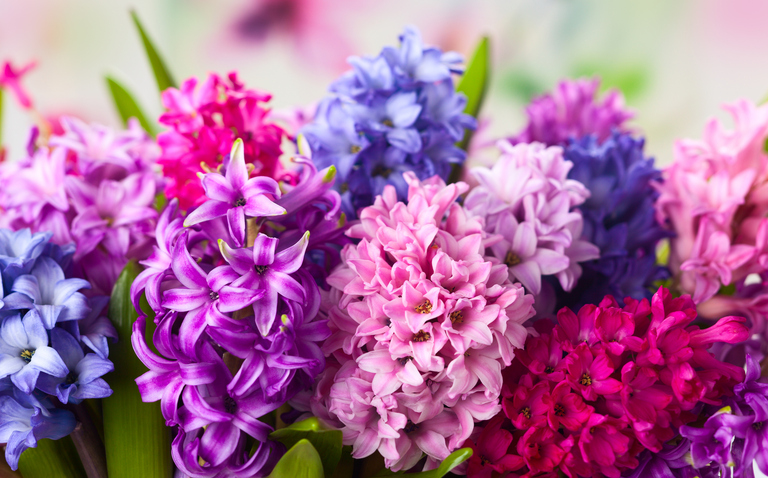 How to Care for the Hyacinth Houseplant, Hyacinthus orientalis, living house plants, bayview flowers, daisy ai, ai powered plant care