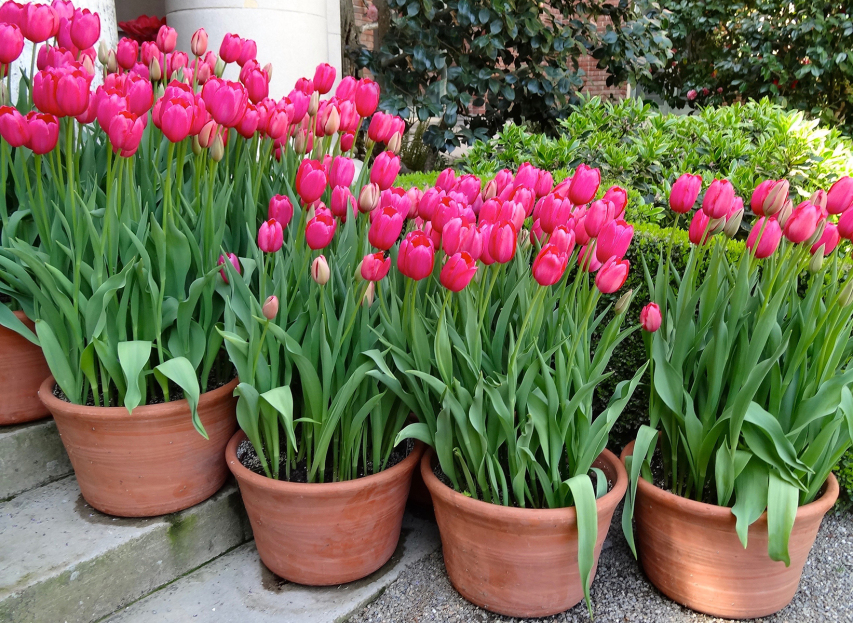 How to Care for Tulips, Tulip houseplant care, plant care, living house plants, bayview flowers, daisy ai, ai powered plant care