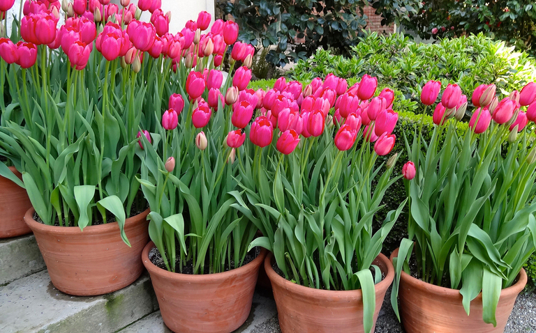 How to Care for Tulips, Tulip houseplant care, plant care, living house plants, bayview flowers, daisy ai, ai powered plant care