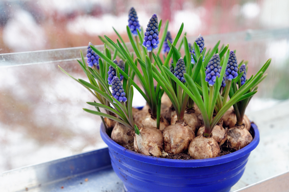 How to Care for Muscari, Muscari plant care, living house plants, bayview flowers, daisy ai, ai powered plant care