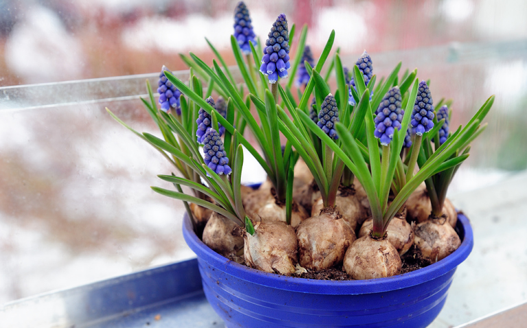 How to Care for Muscari, Muscari plant care, living house plants, bayview flowers, daisy ai, ai powered plant care