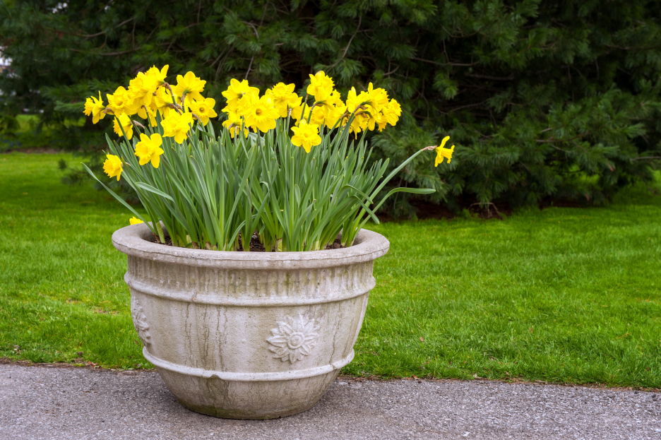 How to Care for the Daffodil Houseplant, Daffodil houseplant care, living house plants, bayview flowers, daisy ai, ai powered plant care