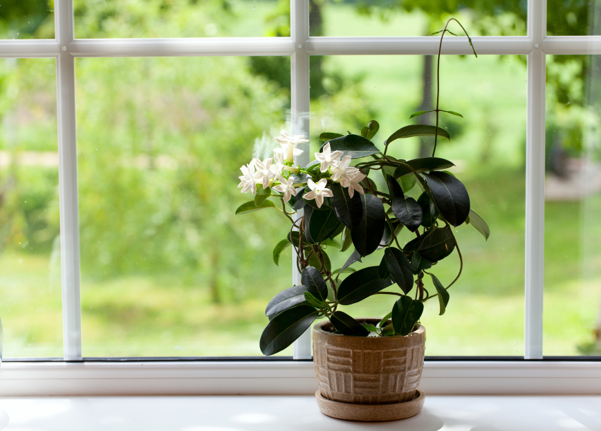 How to Care for Jasmine Houseplant, jasmine houseplant care, living house plants, bayview flowers, daisy ai, ai powered plant care