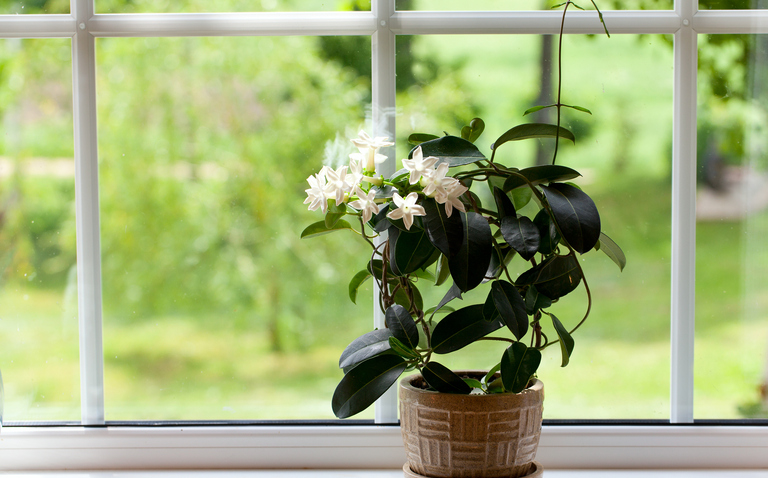 How to Care for Jasmine Houseplant, jasmine houseplant care, living house plants, bayview flowers, daisy ai, ai powered plant care