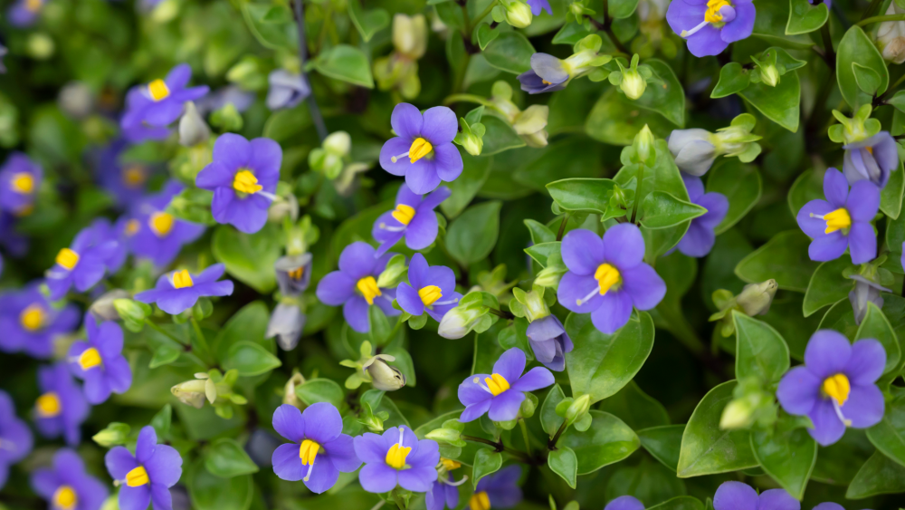 How to Care for Exacum Houseplant, persian violet care, living house plants, bayview flowers, daisy ai, ai powered plant care