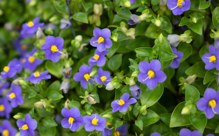 How to Care for Exacum Houseplant, persian violet care, living house plants, bayview flowers, daisy ai, ai powered plant care