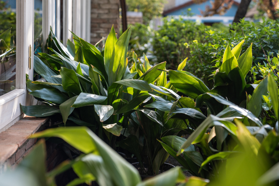 How to Care for the Cast-Iron Plant (Aspidistra elatior), living house plants, bayview flowers, daisy ai, ai powered plant care