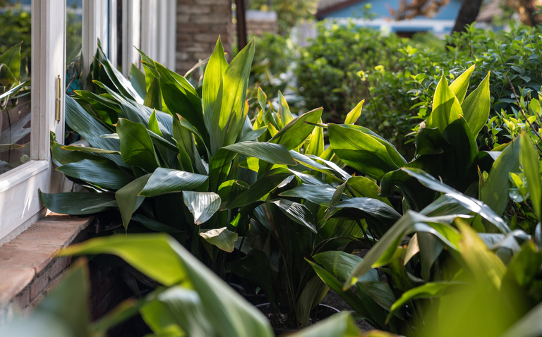 How to Care for the Cast-Iron Plant (Aspidistra elatior), living house plants, bayview flowers, daisy ai, ai powered plant care