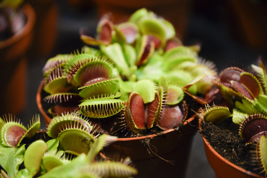 How to Care for Venus Flytrap Houseplant, Venus fly trap plant care, living house plants, bayview flowers, daisy ai, ai powered plant care