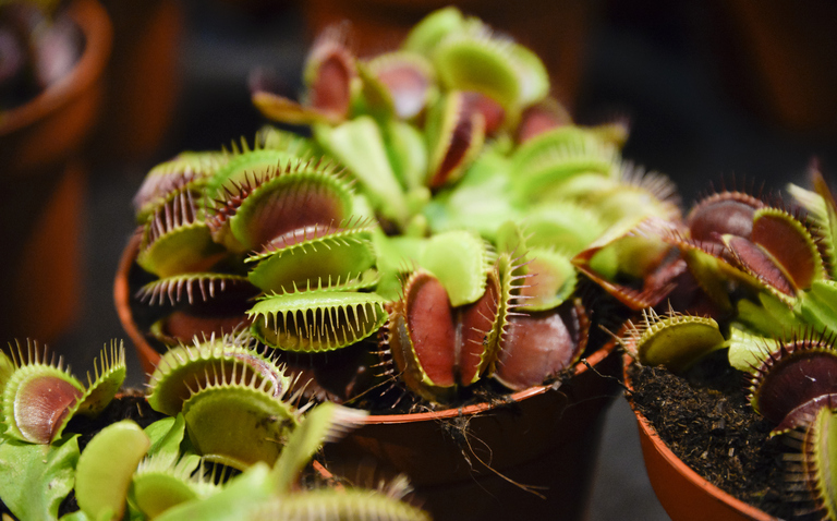 How to Care for Venus Flytrap Houseplant, Venus fly trap plant care, living house plants, bayview flowers, daisy ai, ai powered plant care