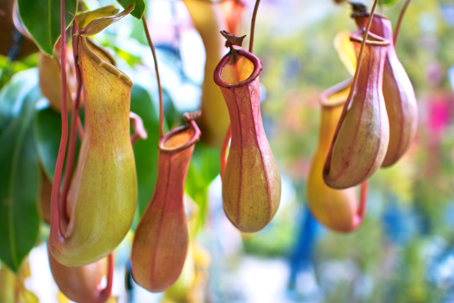 How to Care for a Pitcher Plant, pitcher plant care, living house plants, bayview flowers, daisy ai, ai powered plant care