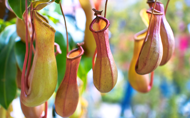 How to Care for a Pitcher Plant, pitcher plant care, living house plants, bayview flowers, daisy ai, ai powered plant care