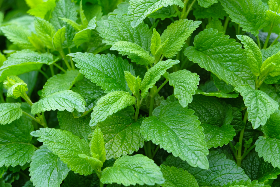 How to Care for Lemon Balm (Melissa officinalis) Houseplant, Lemon Balm care, living house plants, bayview flowers, daisy ai, ai powered plant care