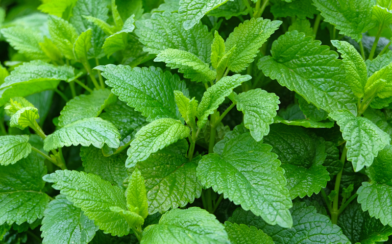 How to Care for Lemon Balm (Melissa officinalis) Houseplant, Lemon Balm care, living house plants, bayview flowers, daisy ai, ai powered plant care