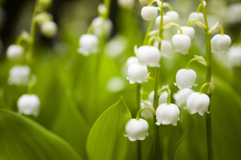 How to Care for Lily of the Valley, Lily of the valley plant care, living house plants, bayview flowers, daisy ai, ai powered plant care