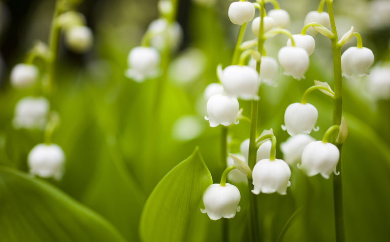 How to Care for Lily of the Valley, Lily of the valley plant care, living house plants, bayview flowers, daisy ai, ai powered plant care