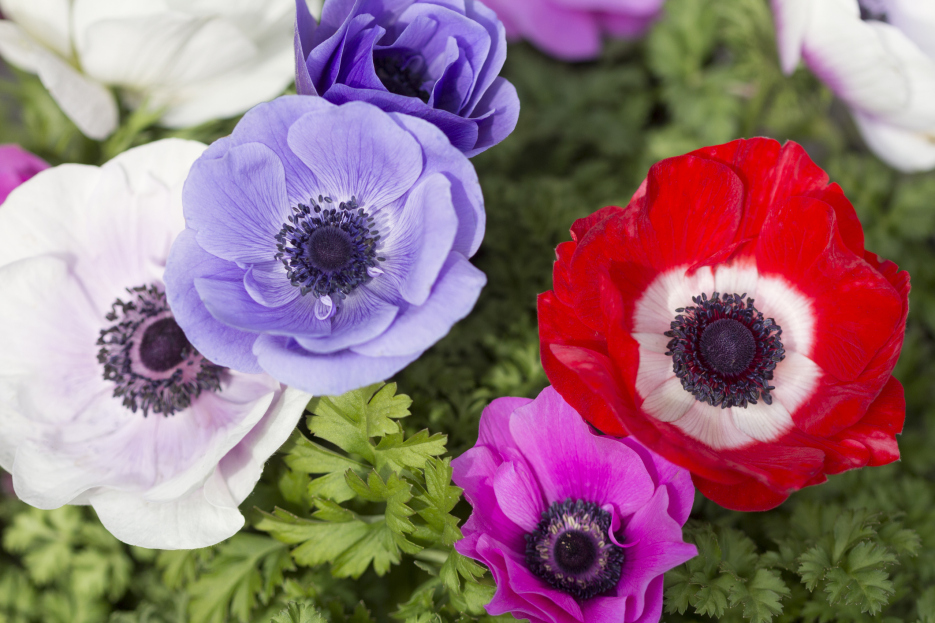 How to Care for Anemone Houseplant, Anemone plant care, living house plants, bayview flowers, daisy ai, ai powered plant care