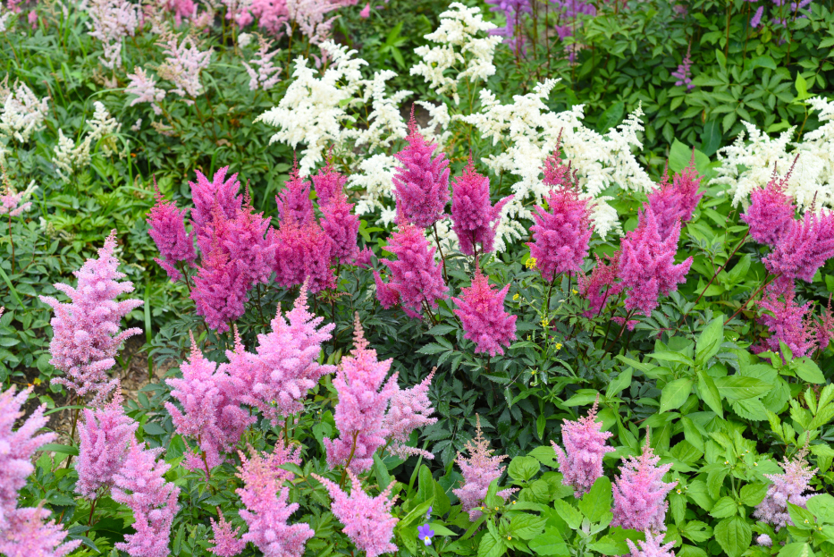 How to Care for Astilbe, Astilbe plant care, living house plants, bayview flowers, daisy ai, ai powered plant care