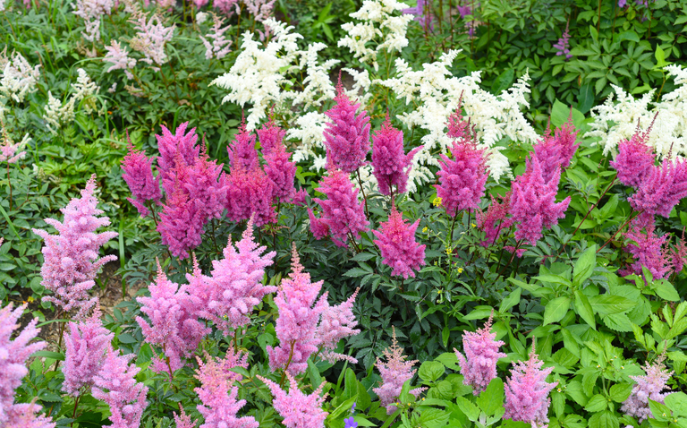 How to Care for Astilbe, Astilbe plant care, living house plants, bayview flowers, daisy ai, ai powered plant care