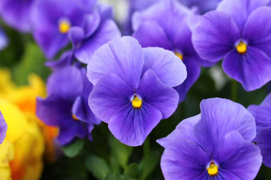 How to Care for Pansy Houseplant, pansy plant care, living house plants, bayview flowers, daisy ai, ai powered plant care