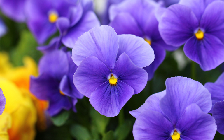 How to Care for Pansy Houseplant, pansy plant care, living house plants, bayview flowers, daisy ai, ai powered plant care