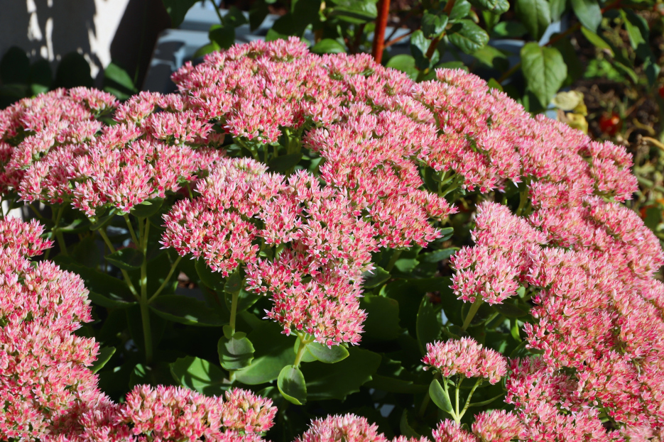 How to Care for Sedum (Stonecrop) Houseplant, sedum plant care, stonecrop plant care, living house plants, bayview flowers, daisy ai, ai powered plant care