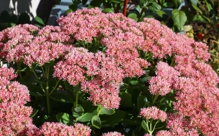 How to Care for Sedum (Stonecrop) Houseplant, sedum plant care, stonecrop plant care, living house plants, bayview flowers, daisy ai, ai powered plant care