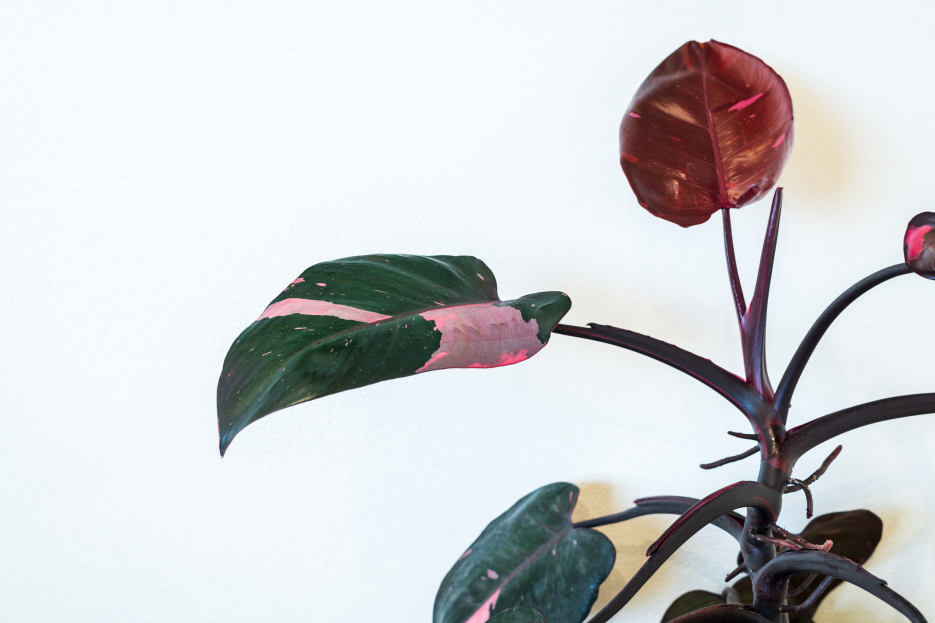 How to Care for the Philodendron Pink Princess Houseplant. Pink princess philodendron care, living house plants, living house plant care, bayview flowers, daisy ai, ai powered plant care