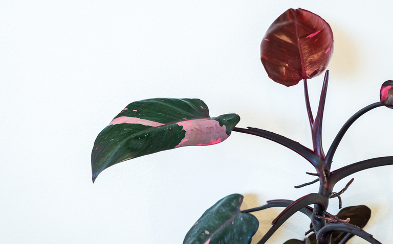 How to Care for the Philodendron Pink Princess Houseplant. Pink princess philodendron care, living house plants, living house plant care, bayview flowers, daisy ai, ai powered plant care