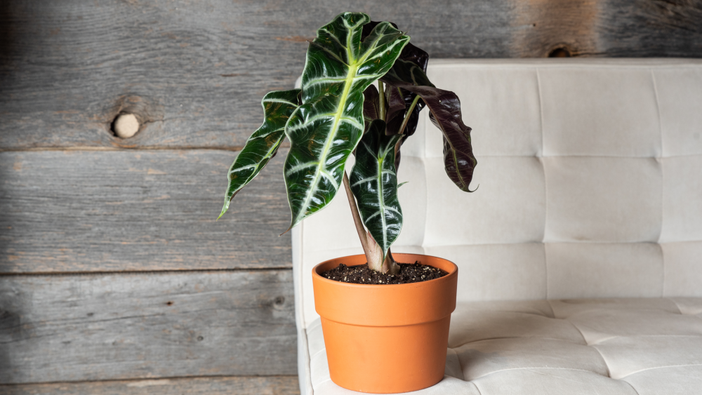 How to Care for the Alocasia Polly Houseplant, Alocasia Polly care, living house plants, bayview flowers, daisy ai, ai powered plant care