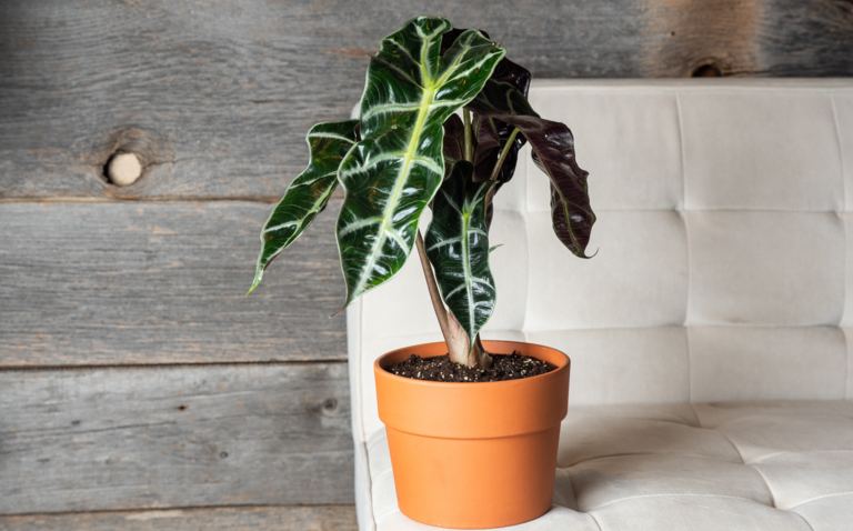 How to Care for the Alocasia Polly Houseplant, Alocasia Polly care, living house plants, bayview flowers, daisy ai, ai powered plant care