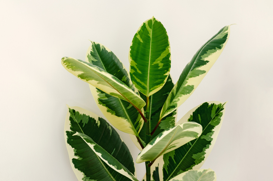 How to Care for the Ficus Tineke Houseplant, Variegated rubber tree houseplant care, living house plants, bayview flowers, daisy ai, ai powered plant care 