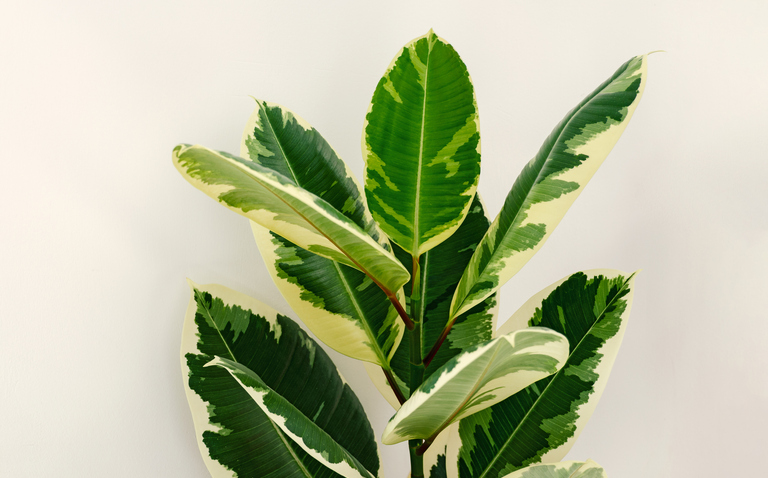 How to Care for the Ficus Tineke Houseplant, Variegated rubber tree houseplant care, living house plants, bayview flowers, daisy ai, ai powered plant care 