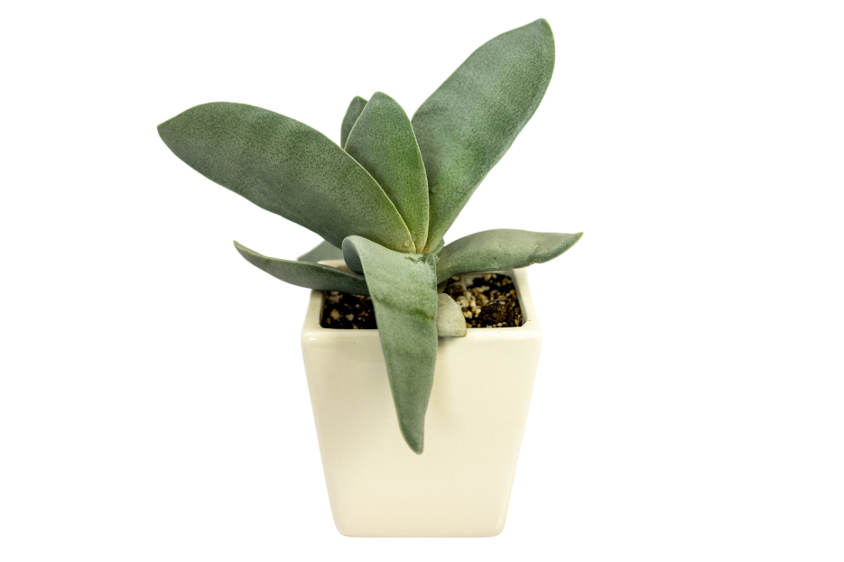 How to Care for Crassula Perfoliata var. Falcata (Propeller Plant), Propellar plant care, living house plants, bayview flowers, daisy ai, ai powered plant care