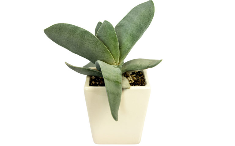 How to Care for Crassula Perfoliata var. Falcata (Propeller Plant), Propellar plant care, living house plants, bayview flowers, daisy ai, ai powered plant care