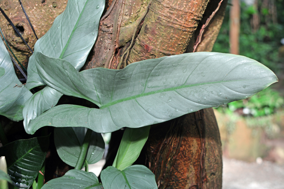 How to Care for Philodendron Hastatum (Silver Sword), Philodendron silver sword care, living house plants, bayview flowers, daisy ai, ai powered plant care