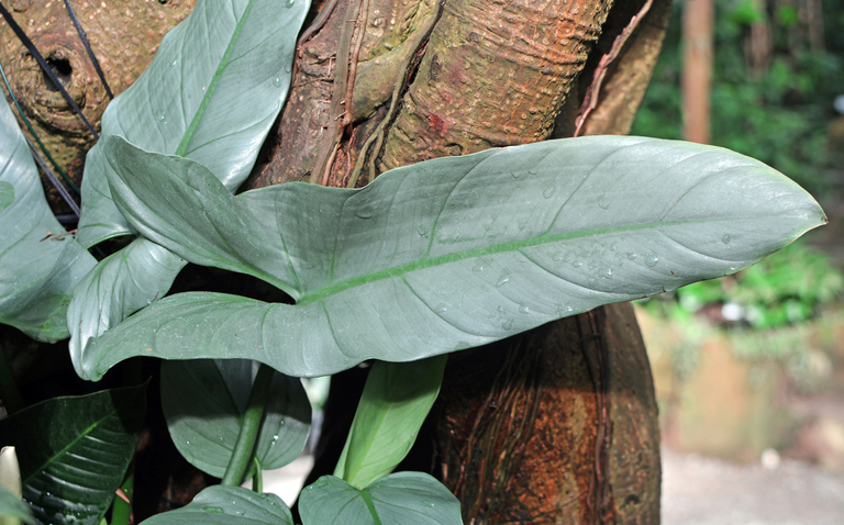 How to Care for Philodendron Hastatum (Silver Sword), Philodendron silver sword care, living house plants, bayview flowers, daisy ai, ai powered plant care